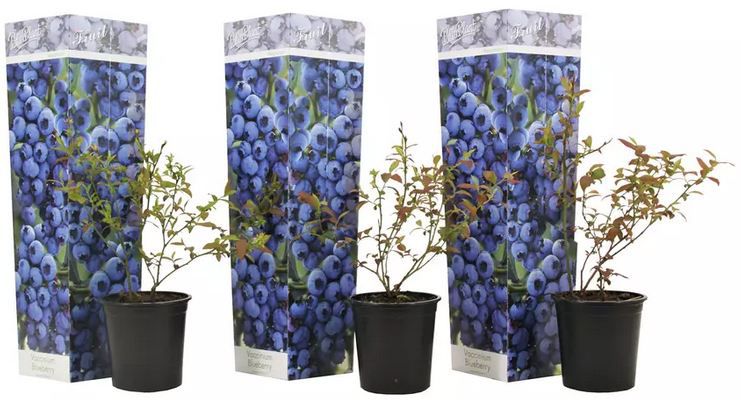 🫐 3er Set Heidelbeeren (Vaccinium corymbosum) für 18,99€ oder 6er für 31,99€