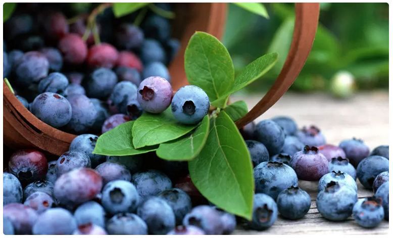 🫐 3er Set Heidelbeeren (Vaccinium corymbosum) für 18,99€ oder 6er für 31,99€