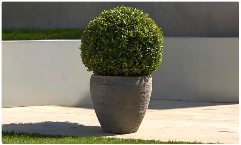 🌴 Japanische Stechpalme Ilex Crenata Jenny für 28,99€ oder 2x für 36,99€