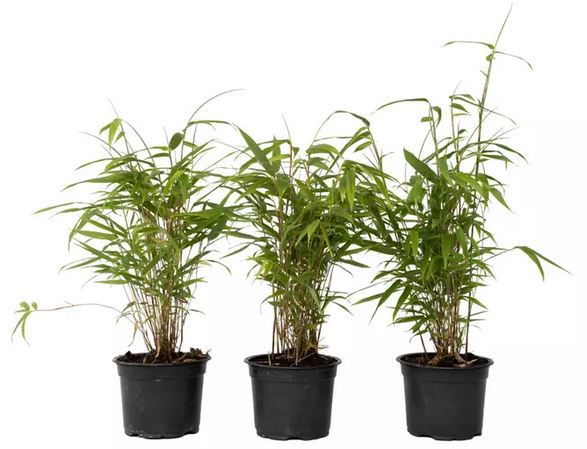 🎍 3x Blauer Bambus (Fargesia Grex) für 26,91€ oder 6x für 44,91€