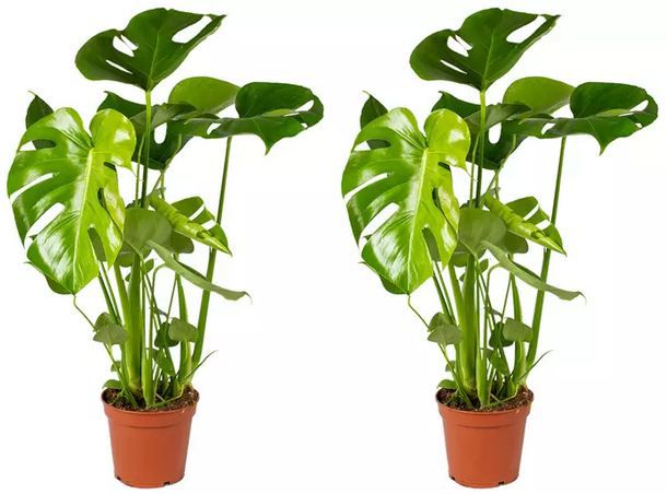 🌴 1x, 2x oder XL Fensterblatt Monstera Deliciosa Pflanze ab 14,39€