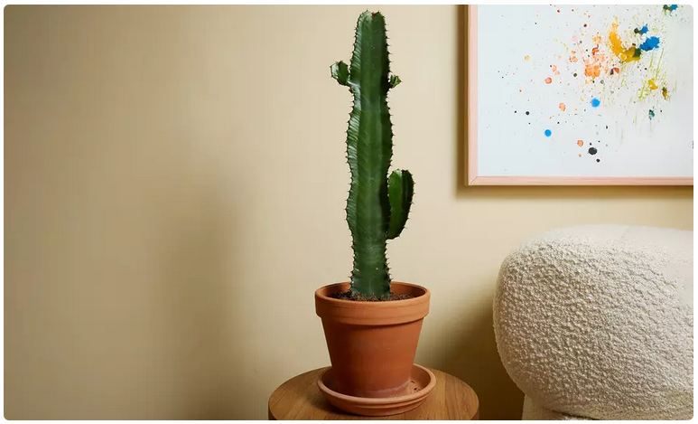 🌵 Cowboy Kaktus Pflanze Euphorbia Acruensis für 20,99€ oder 2x für 31,99€