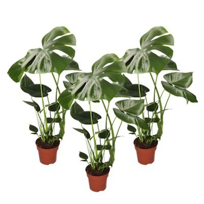 🪴 3er-Set Monstera Deliciosa für 17,48€ (statt normal 41€)