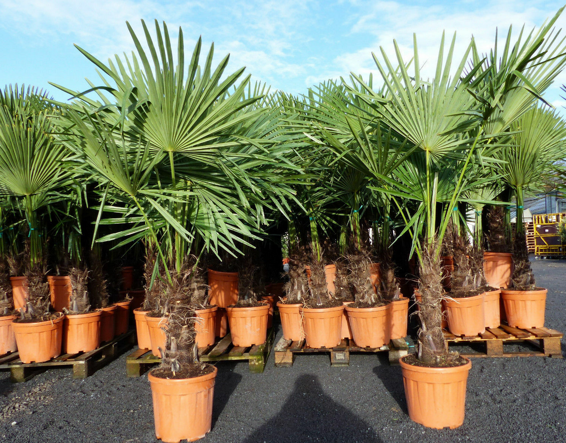 Hanfpalme Trachycarpusca ca. 160cm für 84,99€ (statt 105€)