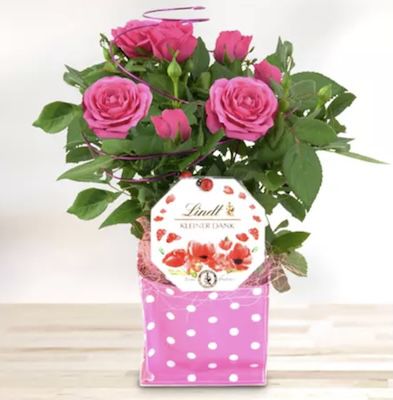 💐 13€ Bluvesa Blumen-Gutschein nur 6,50€ + gratis Lindt Schokolade & Perlwein