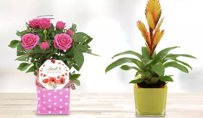 💐 13€ Bluvesa Blumen Gutschein nur 6,50€ + gratis Lindt Schokolade & Perlwein