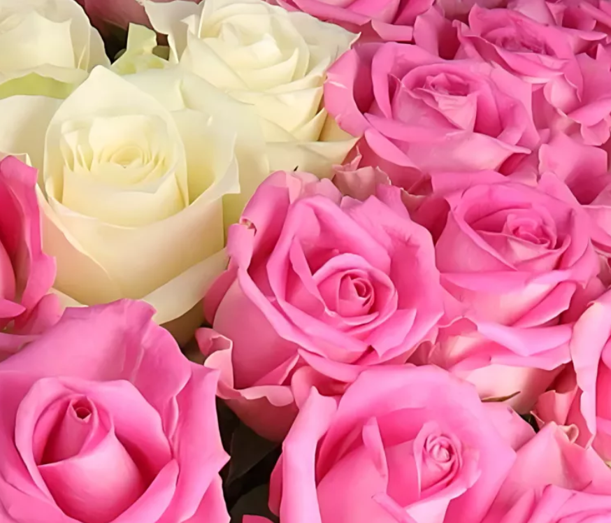 🌹Rosenstrauch Pink Special 40 Rosen für 30,48€ (statt sonst 39€)