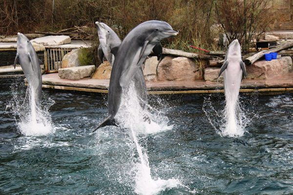 🦈 Freier Eintritt für Kinder bis 17 Jahre in den Tiergarten Nürnberg am 15.09.