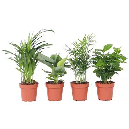 🌴 4er Set Zimmerpflanzen: Goldfruchtpalme, Bergpalme, Arabica-Kaffee & Zwergbanane für 24,52€