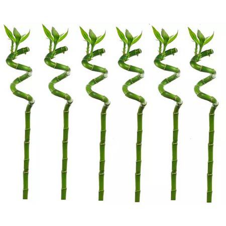 🎍 6x Schlangenlilie Lucky (Bambus) für 21,56€ oder 12x für 33,35€