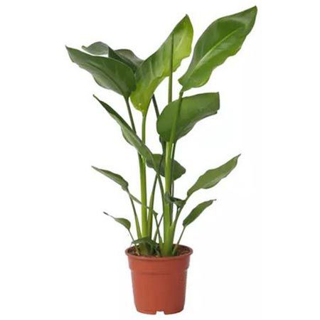 🌴 Paradiesvogelpflanze (Strelitzia Nicolai) für 21,83€ oder 2x für 37,39€ inkl. Versand!