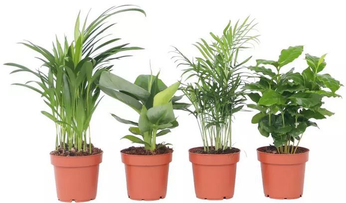 🌴 4er Set Zimmerpflanzen: Goldfruchtpalme, Bergpalme, Arabica Kaffee & Zwergbanane für 24,52€