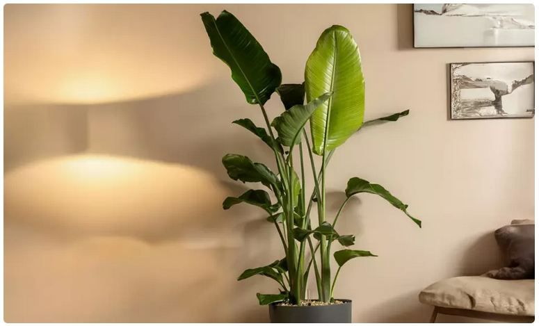 🌴 Paradiesvogelpflanze (Strelitzia Nicolai) für 21,83€ oder 2x für 37,39€ inkl. Versand!