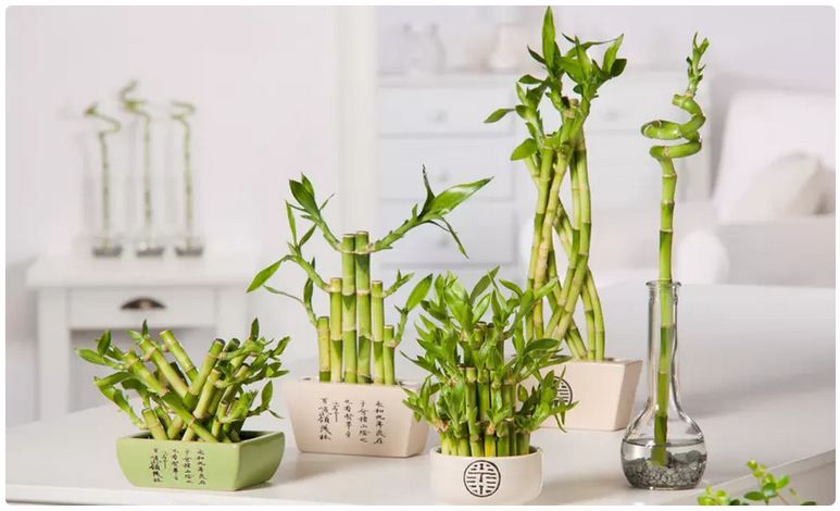 🎍 6x Schlangenlilie Lucky (Bambus) für 21,56€ oder 12x für 33,35€