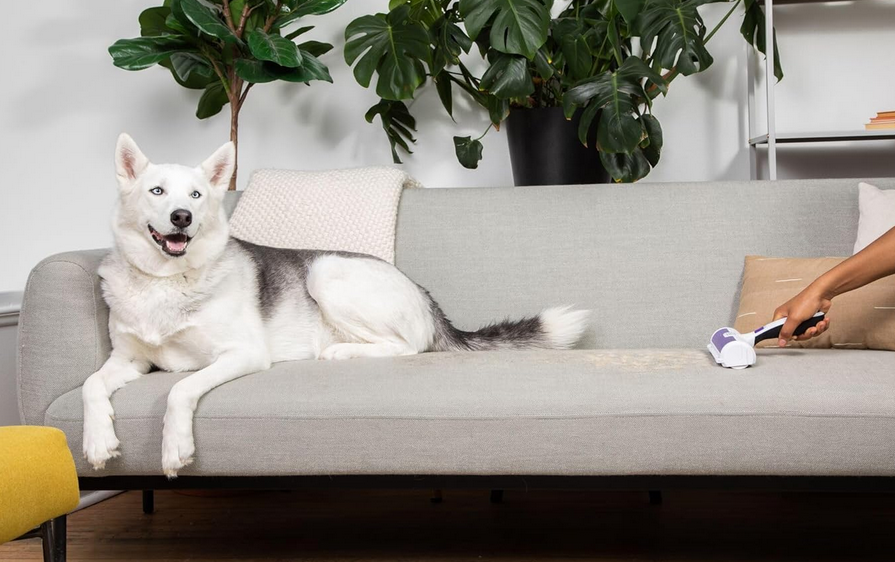 🐕🐈‍⬛ Black & Decker HMSCT Tierhaarentferner Hunde  und Katzenhaare für 9,99€ (statt 19€)