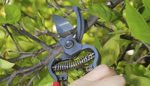 ✂️ Corona BP 3180D geschmiedete Bypass Gartenschere ab 23,49€ (statt 44€)