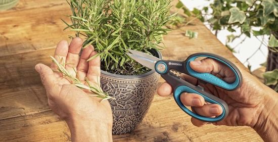 ✂️ Gardena HerbCut Kräuterschere inkl. Holster für 8,99€ (statt 17€)