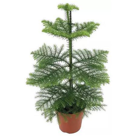 🌲 1x Norfolktanne Araucaria Heterophylla ab 22,90€ oder 2x ab 32,90€ inkl. Versand