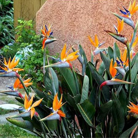🥀 3x Paradiesvogelblume Strelitzie für 26,33€ oder 6x für 36,20€ inkl. Versand
