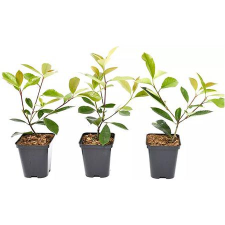 🪴 3x Glanzmispel-Pflanzen Red Robin für 23,39€ oder 6x für 31,49€