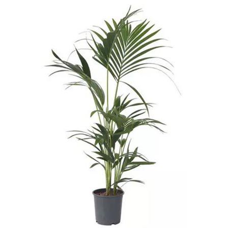 🌴 1x Kentiapalme XXL „Howea Forsteriana“ für 28,99€ oder 2x für 51,99€