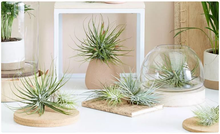 🪴 6x Tillandsien Luft Pflanzen für 17,99€ oder 12x für 29,69€