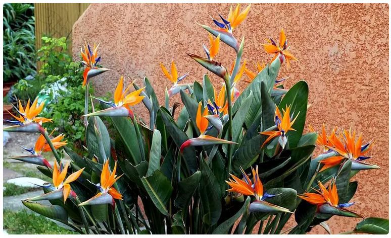 🥀 3x Paradiesvogelblume Strelitzie für 26,33€ oder 6x für 36,20€ inkl. Versand
