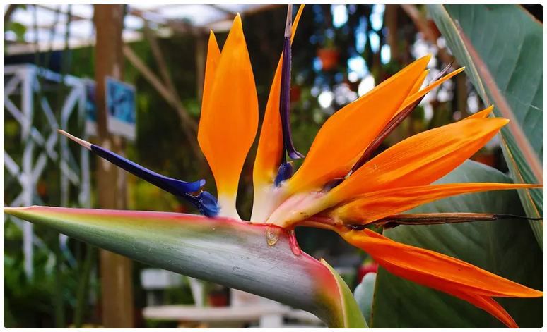 🥀 3x Paradiesvogelblume Strelitzie für 26,33€ oder 6x für 36,20€ inkl. Versand
