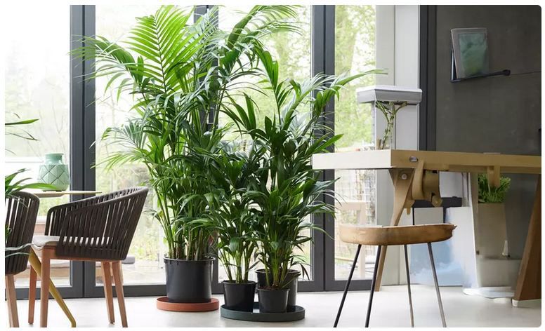 🌴 1x Kentiapalme XXL Howea Forsteriana für 28,99€ oder 2x für 51,99€