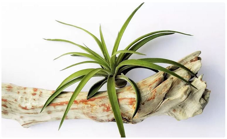 🪴 6x Tillandsien Luft-Pflanzen für 17,99€ oder 12x für 29,69€ 🪴 6x Tillandsien Luft Pflanzen für 17,99€ oder 12x für 29,69€