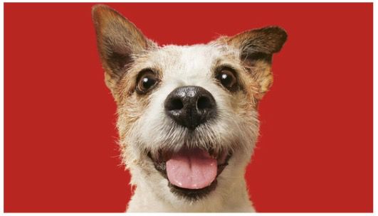 🐓💨 🐕 4x Mini-Frolic Trockenfutter mit frischem Geflügel je 1,5kg ab 14,48€ (statt 19€) 🐓💨 🐕 4x Mini Frolic Trockenfutter mit frischem Geflügel je 1,5kg ab 14,48€ (statt 19€)