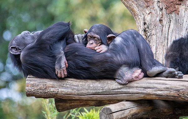 Zoo Leipzig: Am 01.06.2026 (Kindertag) kostenloser Eintritt für Kinder Zoo Leipzig: Am 01.06.2026 (Kindertag) kostenloser Eintritt für Kinder