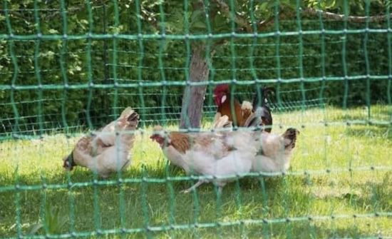 🐓 Kerbl Geflügelnetz PoultryNet (25m, 106 cm hoch) für 45,40€ (statt 61€) 🐓 Kerbl Geflügelnetz PoultryNet (25m, 106 cm hoch) für 45,40€ (statt 61€)