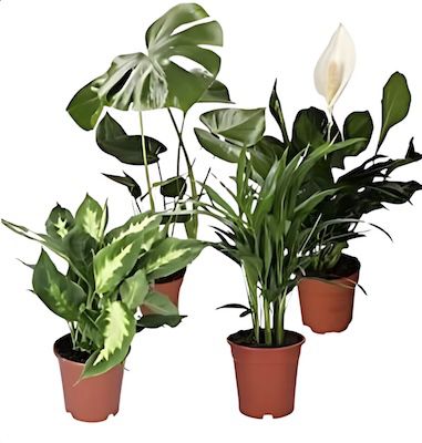🪴 4er Set Luftreinigende Pflanzen inkl. Topf für 20,48€ (statt 40€)