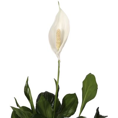 🪴 4er Set Luftreinigende Pflanzen inkl. Topf für 20,48€ (statt 40€) 🪴 4er Set Luftreinigende Pflanzen inkl. Topf für 20,48€ (statt 40€)