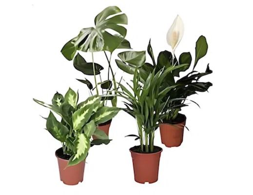 🪴 4er Set Luftreinigende Pflanzen inkl. Topf für 20,48€ (statt 40€) 🪴 4er Set Luftreinigende Pflanzen inkl. Topf für 20,48€ (statt 40€)