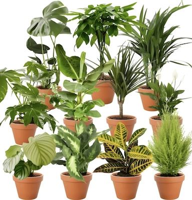 🪴 6er Set Pflanzenüberraschung 30 70cm, 12 15cm für 27,35€ (statt 37€)