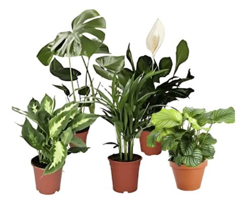 🪴 5er Set Luftreinigende Pflanzen inkl. Topf für 29,98€ (statt 42€) 🪴 5er Set Luftreinigende Pflanzen inkl. Topf für 29,98€ (statt 42€)