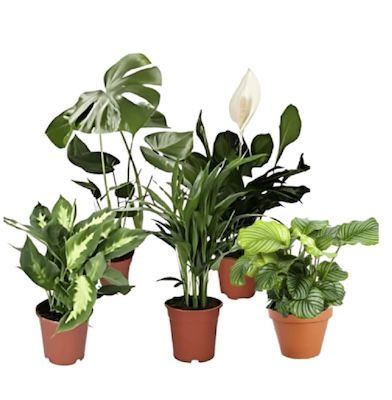 🪴 5er Set Luftreinigende Pflanzen inkl. Topf für 29,98€ (statt 42€)