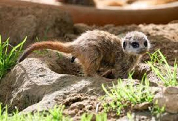 🦥 Freier Eintritt in den Kölner Zoo am 24.12. für Kinder bis 12 Jahre