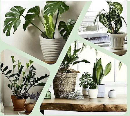 🪴 8er-Set Pflanzenüberraschung mit 30-70cm für 33,18€ (statt 48€) 🪴 8er Set Pflanzenüberraschung mit 30 70cm für 33,18€ (statt 48€)