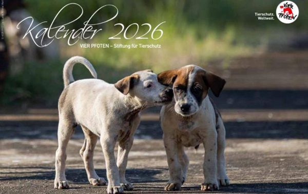 🐾 Vier Pfoten: Tierkalender 2026 gratis 🐾 Vier Pfoten: Tierkalender 2026 gratis