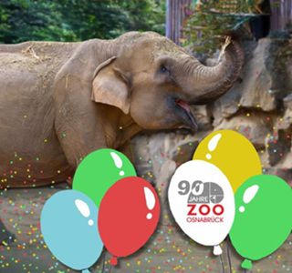 🐼 Für Geburtstagskinder: Kostenloser Eintritt in den Zoo Osnabrück