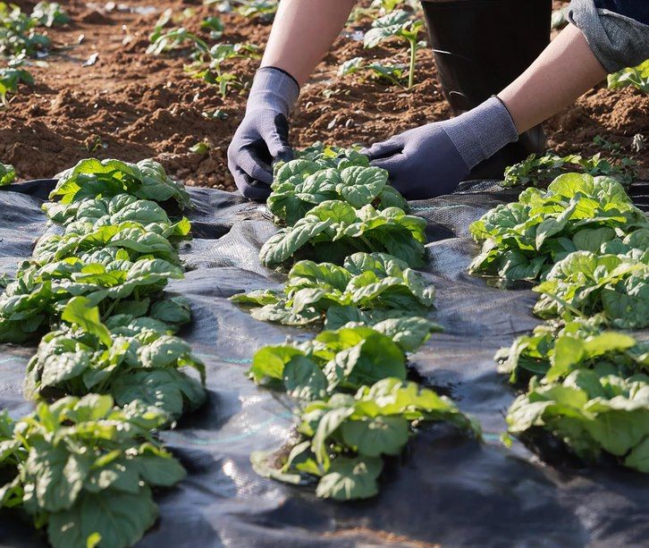 🌿 VEVOR 102g/m² Unkrautvlies 1,80 x 91,4 m für 39,46€ (statt 55€)