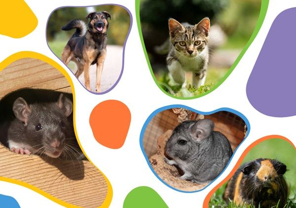 Gratis: Haustierfibel – Für Kinder und ihre Familien