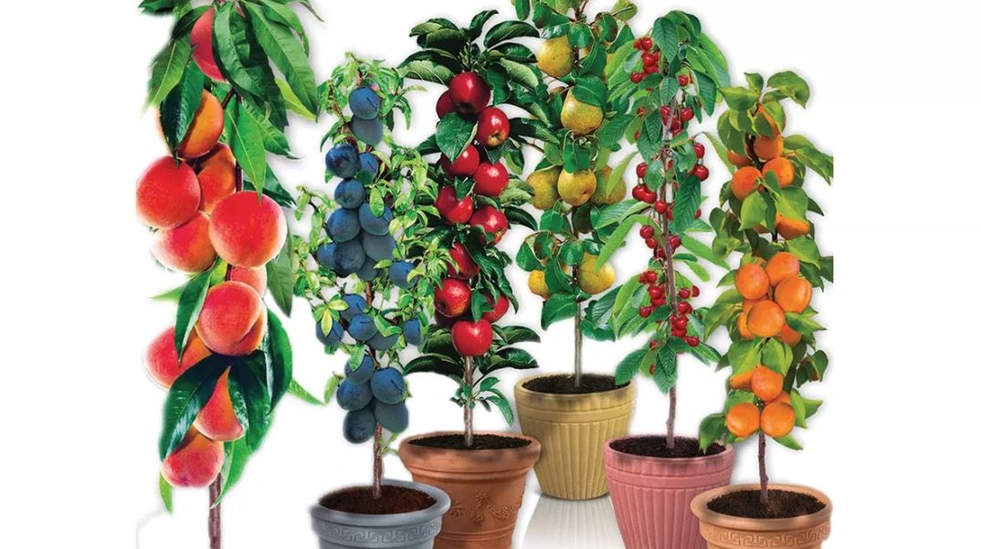 🏠 Selbstbefruchtende Obstbäume 4er , 6er , 8er  oder 12er Set ab 45€ (statt 55€)