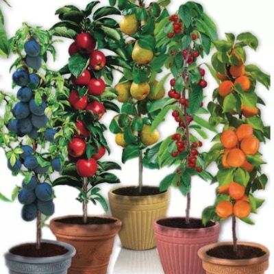 🏠 Selbstbefruchtende Obstbäume 4er-, 6er-, 8er- oder 12er-Set ab 45€ (statt 55€)