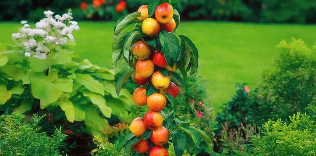 🏠 Selbstbefruchtende Obstbäume 4er , 6er , 8er  oder 12er Set ab 45€ (statt 55€)