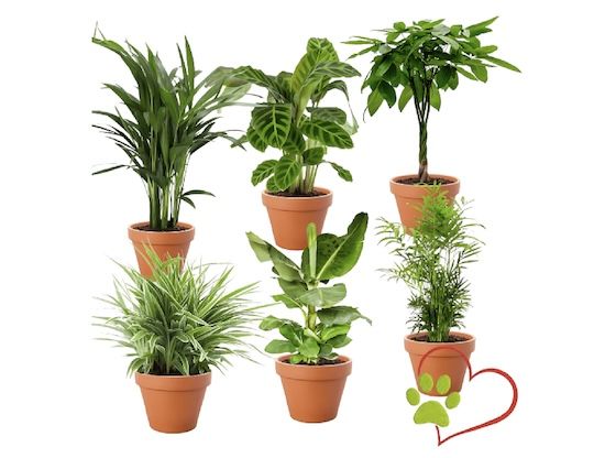 🌴 6er Set “Tierfreund” Pflanzen, ca. 30 60 cm für 27,35€ (statt 50€)