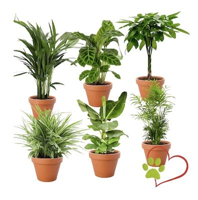 🌴 6er Set “Tierfreund” Pflanzen, ca. 30-60 cm für 27,35€ (statt 50€)